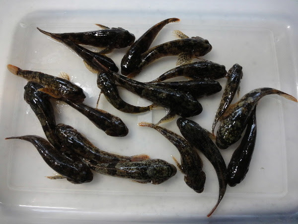 カジカの骨酒 政やんのつぶやき