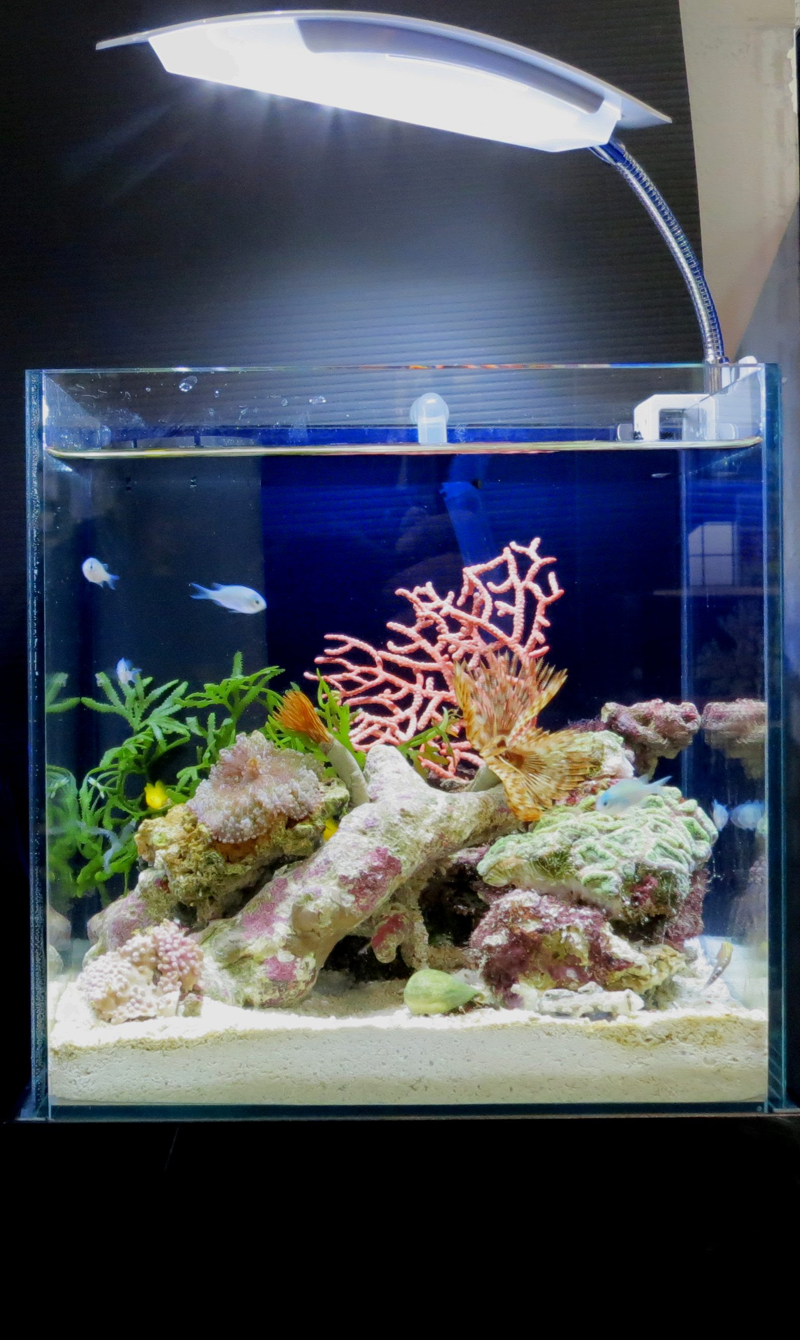 小型水槽で海水魚飼育をはじめてみませんか Junのスタッフブログ