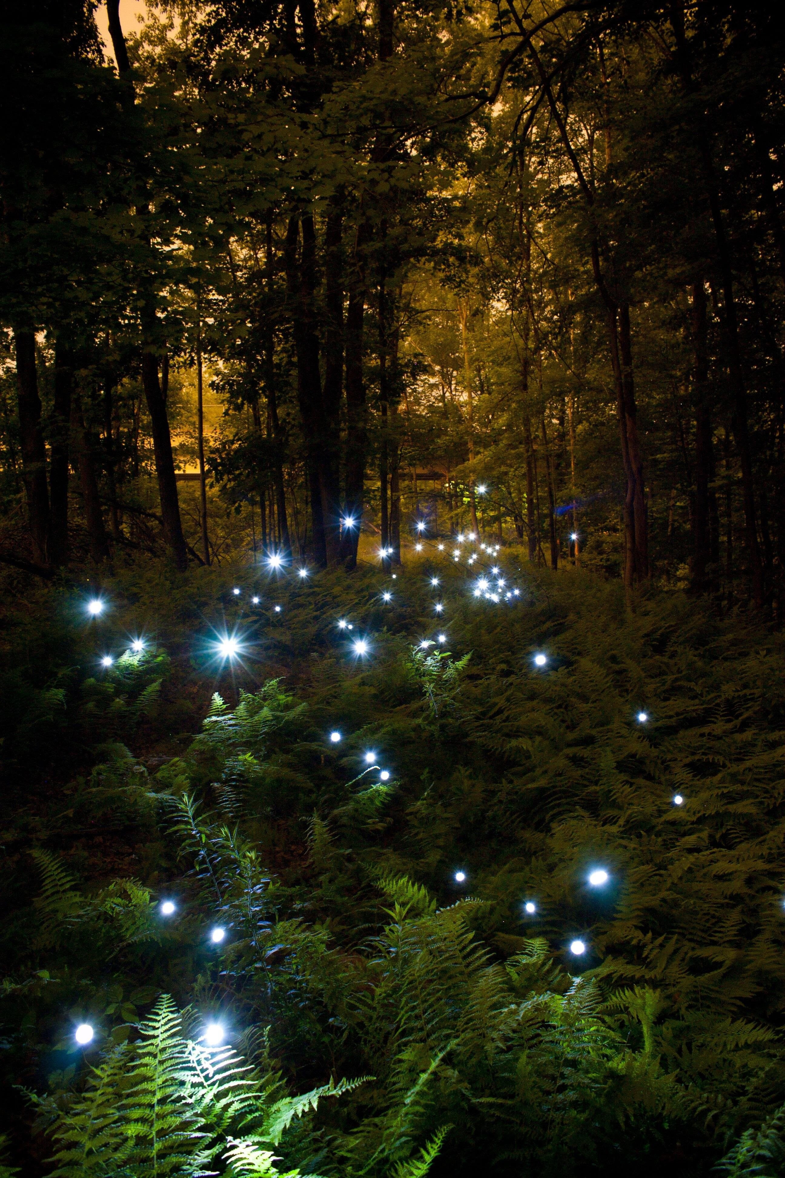 photographer long exposure in forest setting with lights