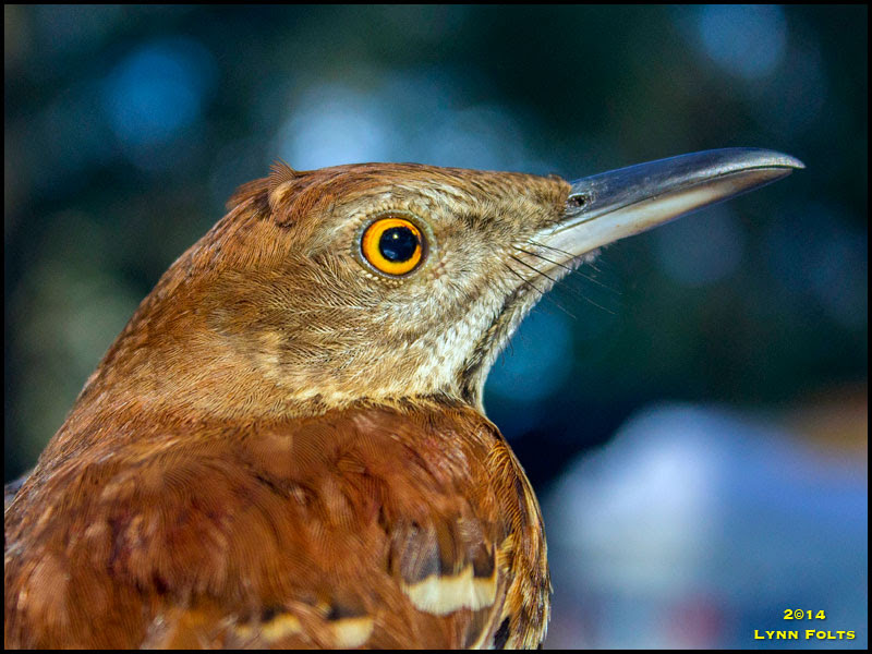 Brown Thrasher