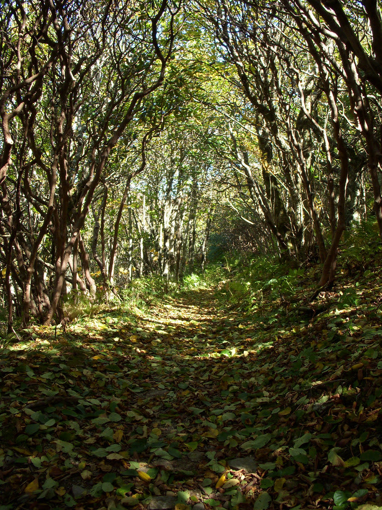 fall path