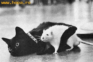 Prietenie Poze Haioase Animale Hopa Ro