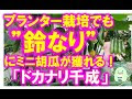 画像 ミニきゅうり きゅうり の 育て 方 プランター 255629