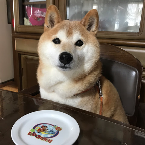 柴犬の顔はたぬき顔とキツネ顔に分かれる