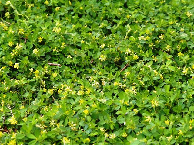 Urban Green 稲毛高浜北団地の緑 雑草図鑑 コメツブツメクサ