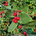 Tiny Red Berries On Bush - Here are 10 plants that produce berries that birds love, including holly and juniper.