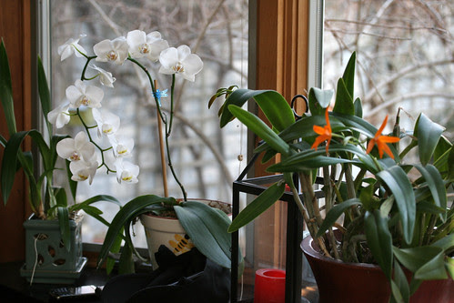indoor flowers a024