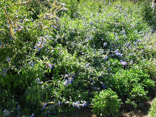 Salvia uliginosa