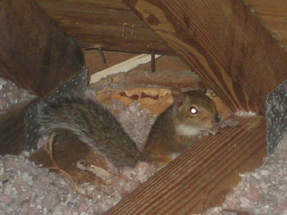 Squirrel In the Attic  Signs, Danger, What to Do