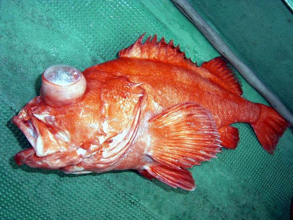 マーシーの海釣り日記 その69