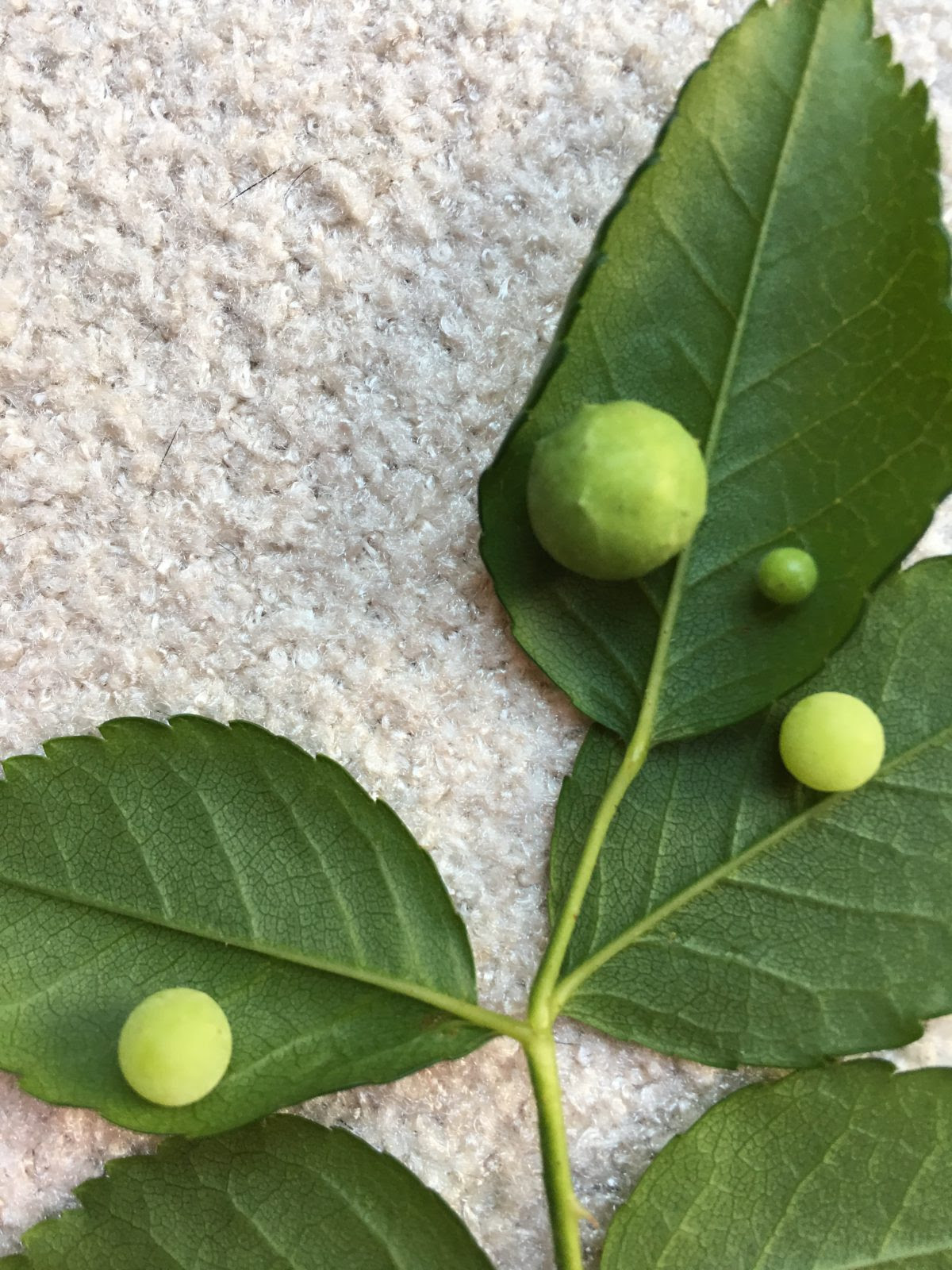 バラの害虫 バラハタマバチの虫こぶとハバチ類の幼虫 ローズノート