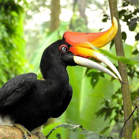 populer  gambar burung cantik terbang gani gambar