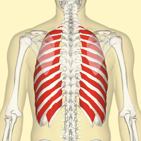 File:External intercostal muscles back.png