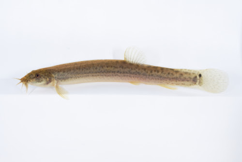 ドジョウの塩水浴方法 濃度と期間はどれくらい 熱帯魚 淡水魚 海水魚の図鑑