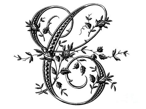 french floral letter  drawing  safran fine art