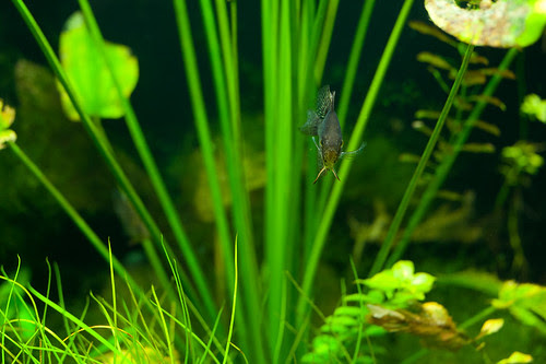 DSC_5250.jpg