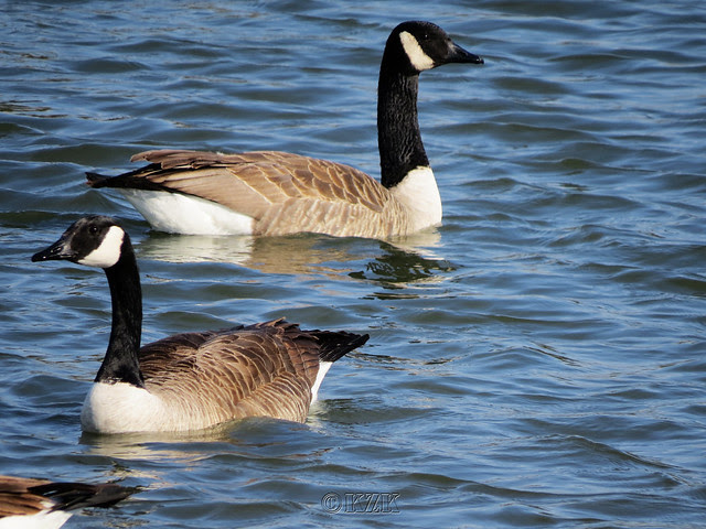 IMG_0479cps Canada Geese