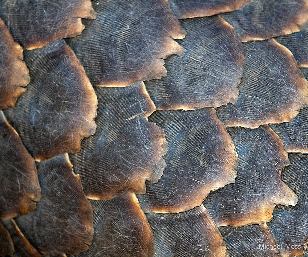 "Pangolin Scales" by Michael Moss | Redbubble