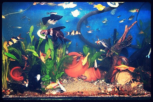 Marziyas Fish Tank by firoze shakir photographerno1