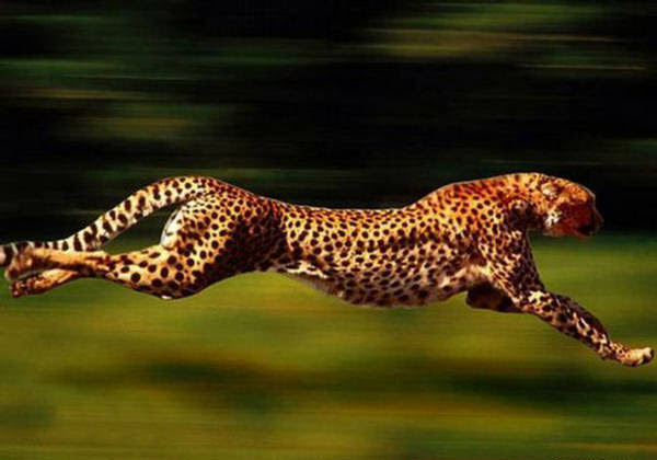 The Worlds Fastest