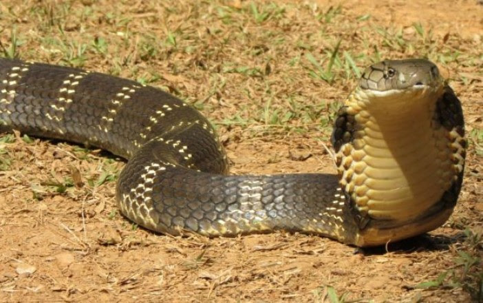 Profepa asegura cobra tras morder a su dueño  Diario Basta!