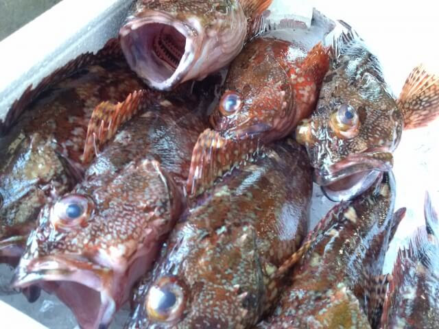ぶっこみ釣りで カサゴ を狙ってみよう 白身の美味しい高級魚 Red Wave