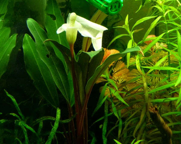 ブセファランドラｓｐ ｓｅｒｉａｎ の水中花 ヒカリの国のアクア