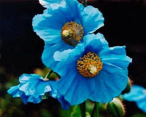 Blue Poppies Flowers