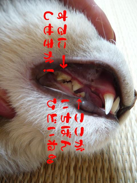 体験レポート掲示板 One Tree All Message