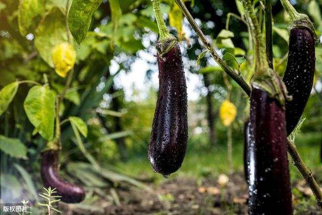 茄子施肥要讲技巧 3肥下地保高产 4项追肥技术很关键