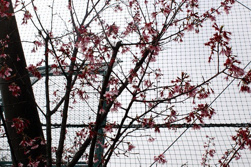 Pink flowers