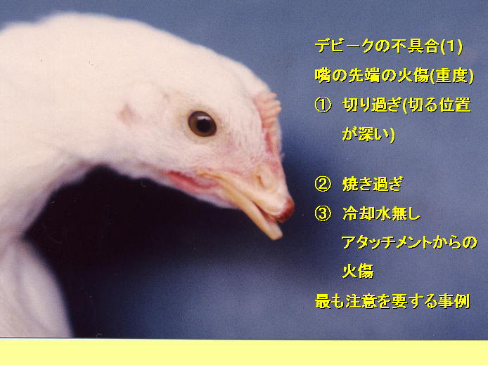 養鶏研修シリーズ その５