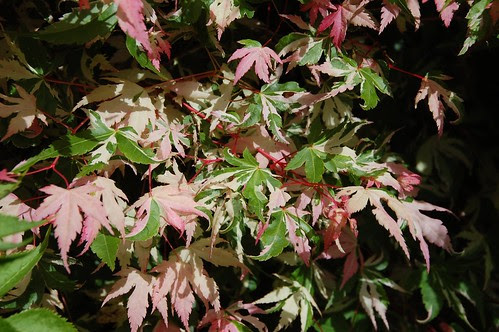 japanese maple