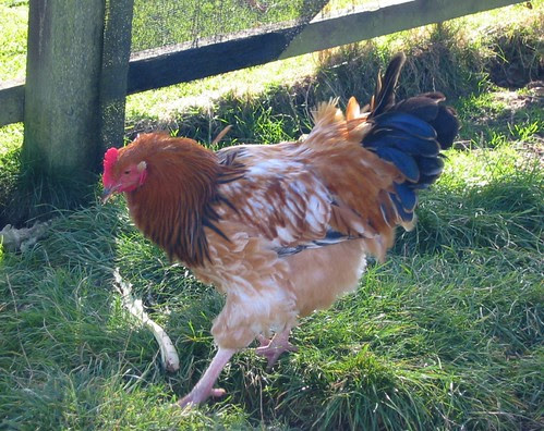 chickie
