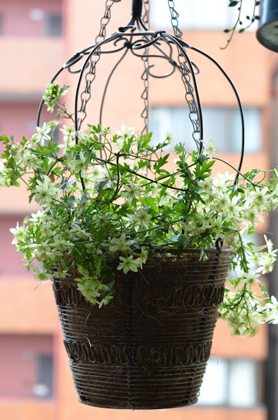 M S Garden クレマチス ピクシー の 植え替え