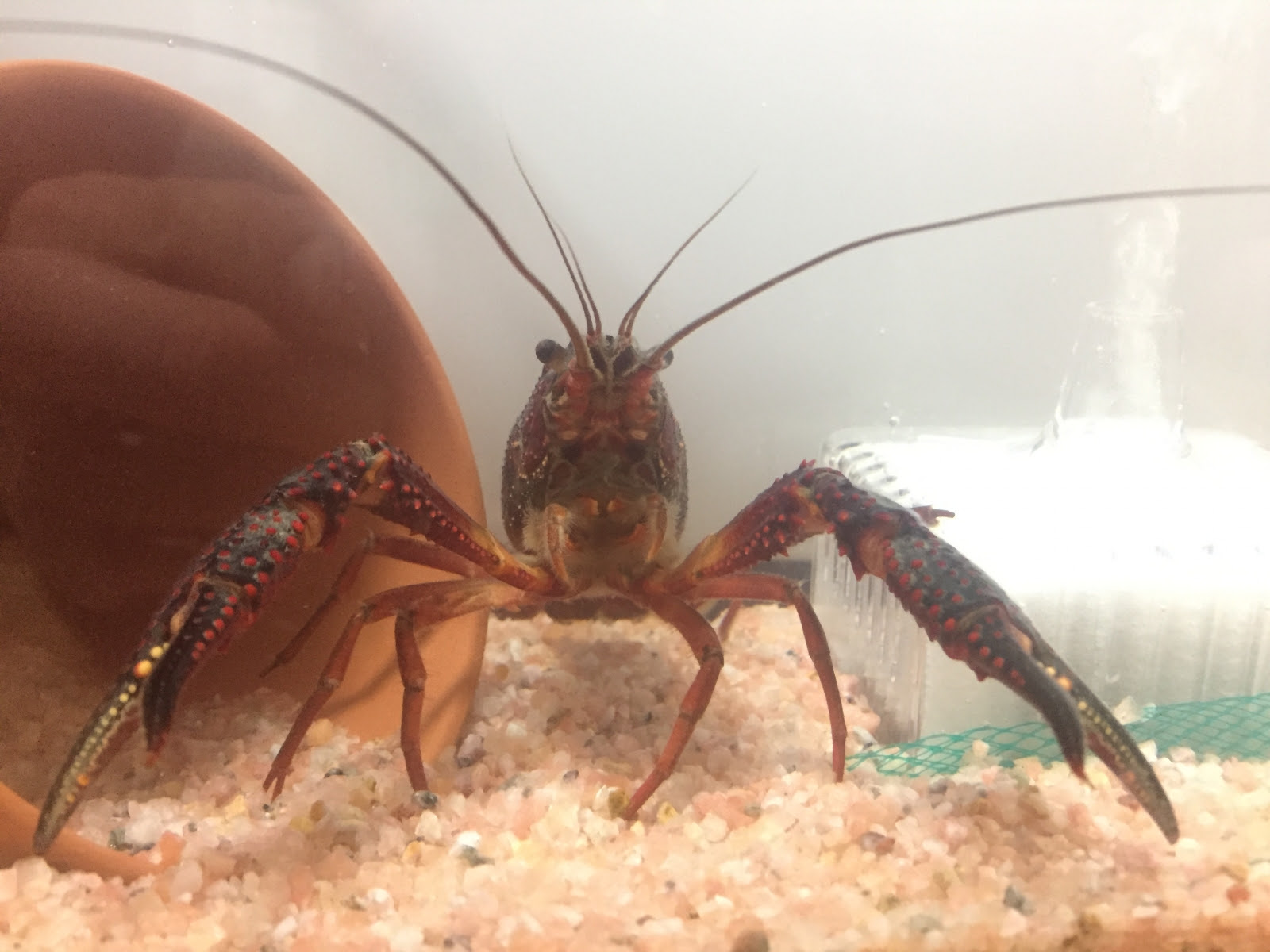 やっとザリガニをゲット いろいろ調べてみた たしゅみ奮闘記 フリテン