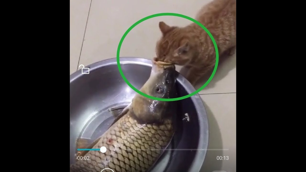 面白い動物 あり得ないことをする犬 猫 おもしろ犬 猫のハプニング 失敗集 106 Dougabu ネコ課