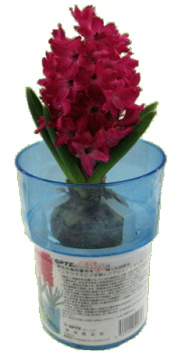 Opteヒヤシンスのページ