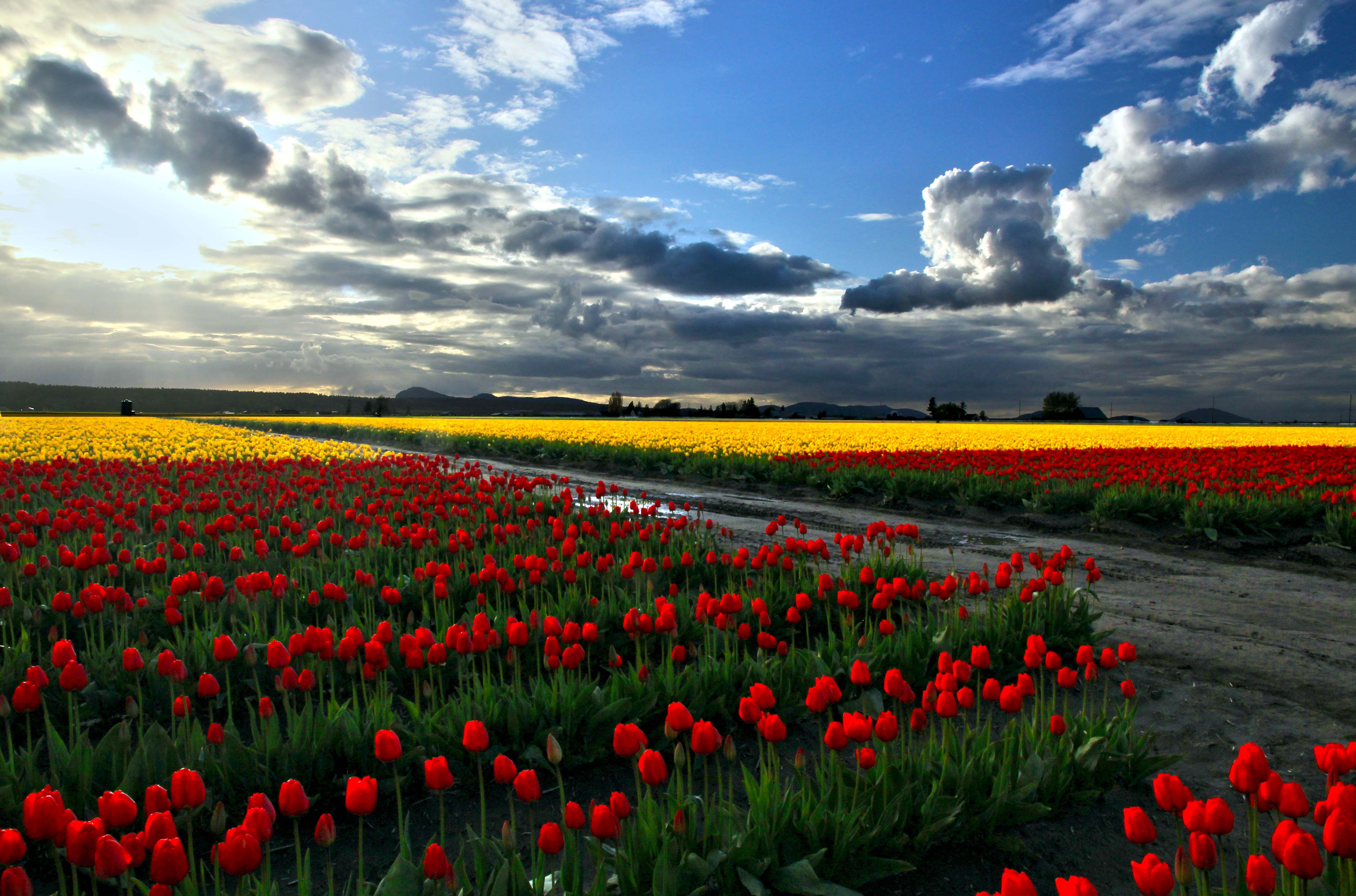 SKAGIT VALLEY TULIP FESTIVAL Andy Porter Images