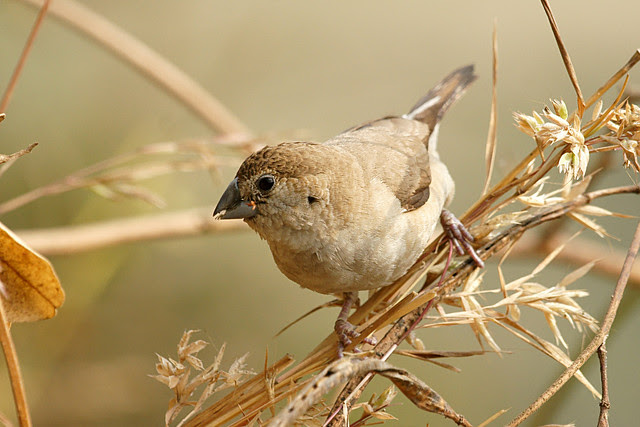 Indian Silverbill