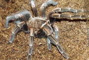 Pamphobeteus melanocephalus ?