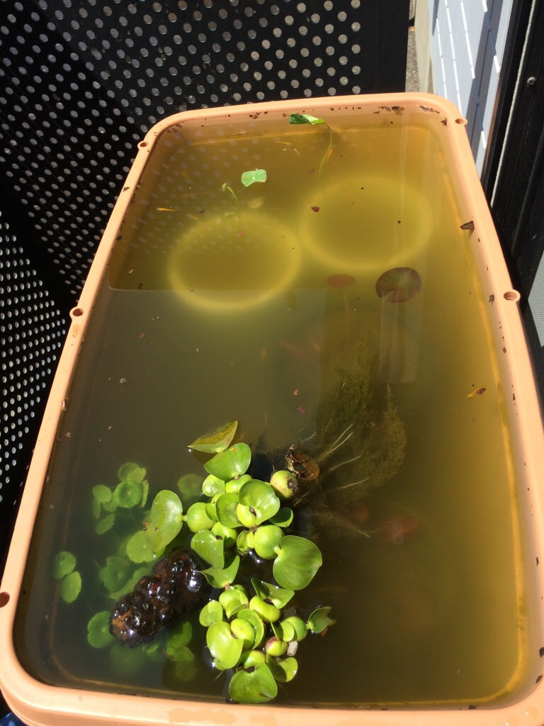 グリーンウォーターっになってたじゃん Let It Biotope ビオ時々呟き