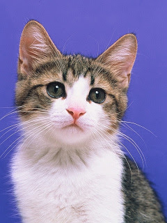 ねこ すましてます日本猫 の待ち受け画像 壁紙 動物 パラダイス