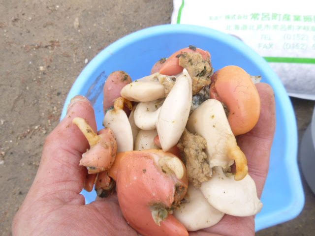 ホタテ貝 ニワニハニワニワトリガヰル 杉村農園