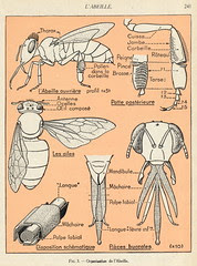 abeille