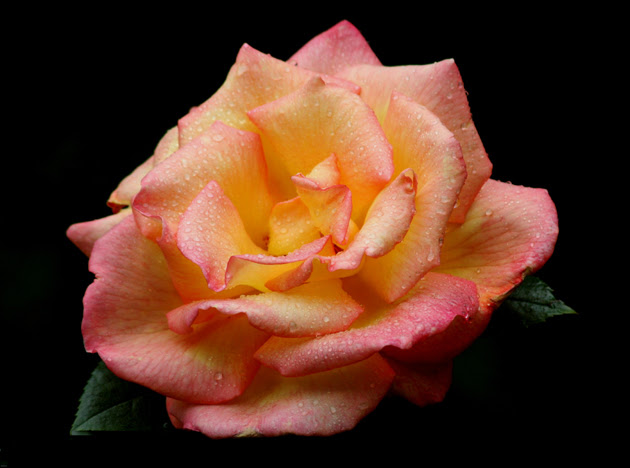 Wet Rose