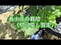 ナス 摘心 289778-ナス 摘心��ない