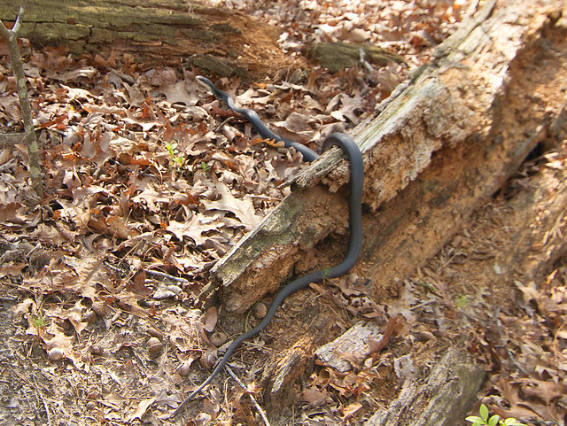 Pickle Springs