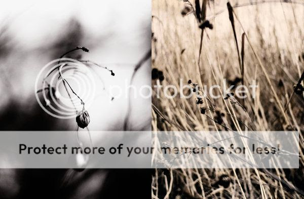  photo winter_by_soheir.jpg