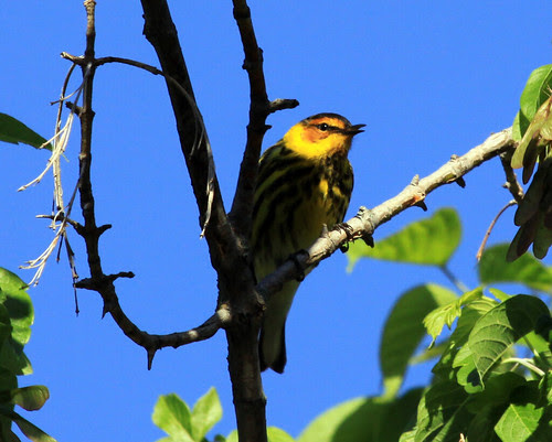 Cape May Warbler